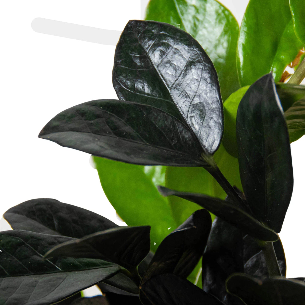 ZZ Zamioculcas 'Black Queen' indoor houseplant