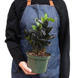 ZZ Zamioculcas 'Black Queen' indoor houseplant