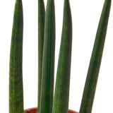 Snake Plant Cylindrica indoor houseplant