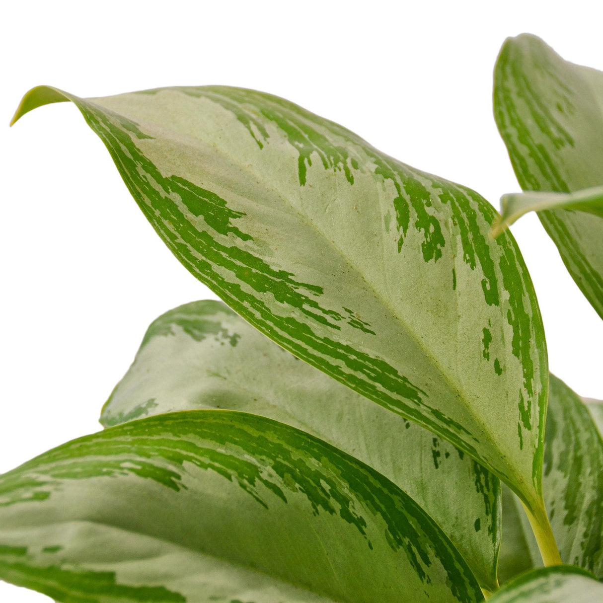 Chinese Evergreen 'Silver Bay' indoor plant