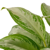 Chinese Evergreen 'Silver Bay' indoor plant