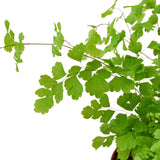 Maidenhair Fern indoor house plant