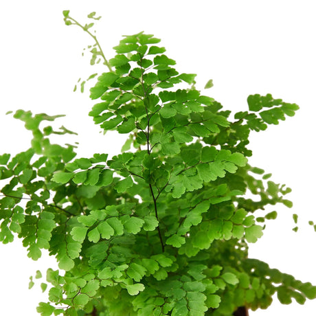 Maidenhair Fern indoor house plant