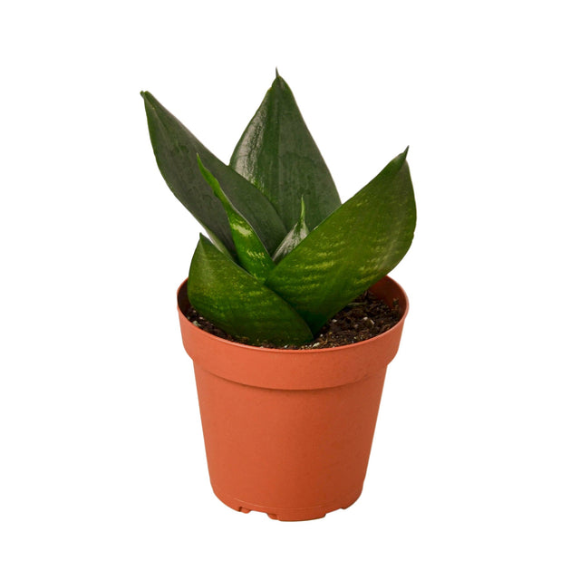 Snake Plant Jade indoor houseplant