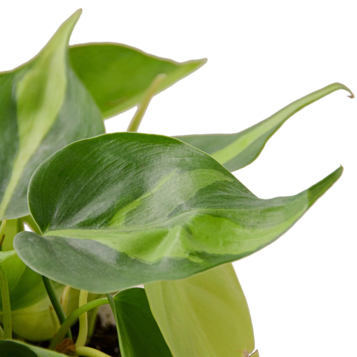 Philodendron 'Brasil' indoor houseplant