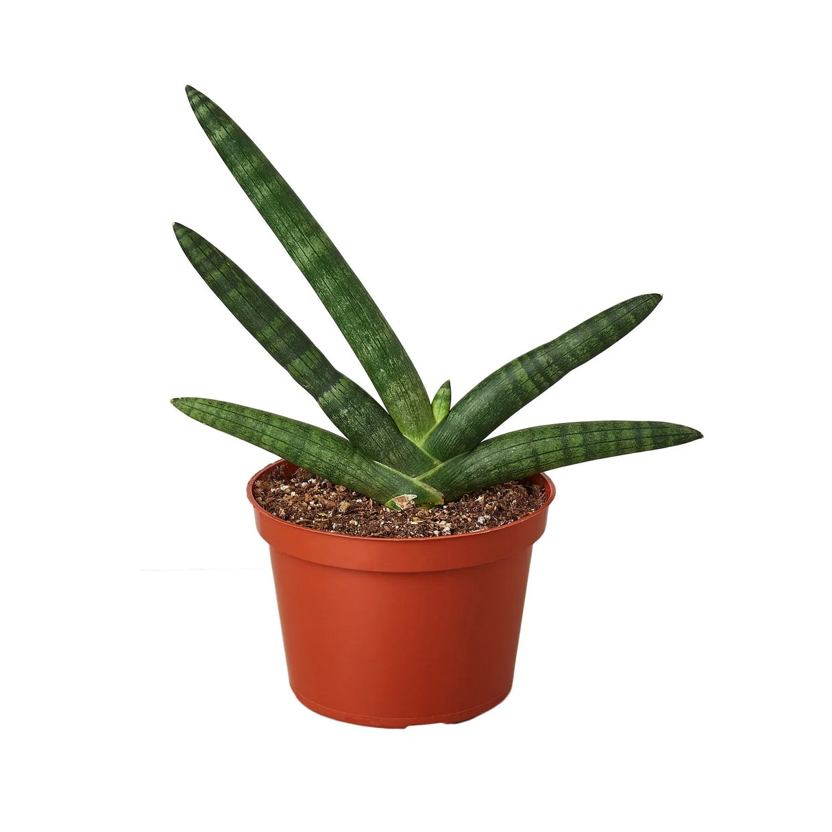 Snake Plant Starfish indoor houseplant