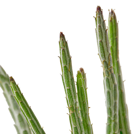 Senecio Stapeliiformis Pickle indoor housePlant