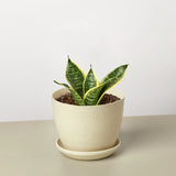 Snake Plant Laurentii Dwarf indoor houseplant