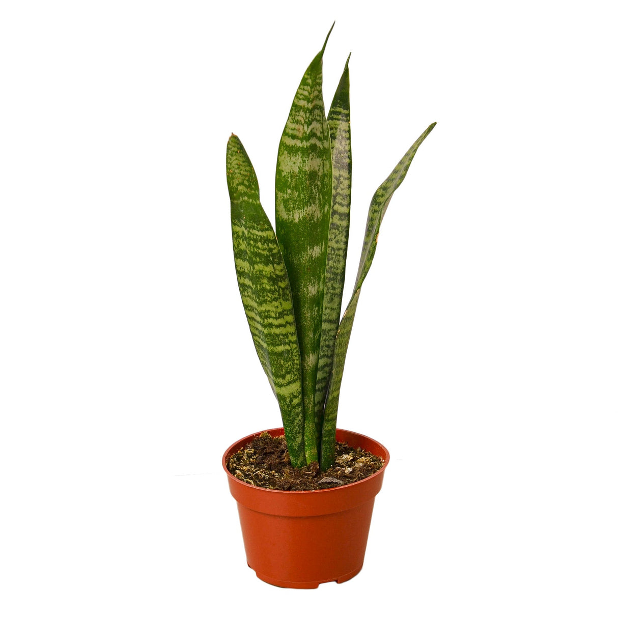 Snake Plant 'Zeylanica' indoor houseplant