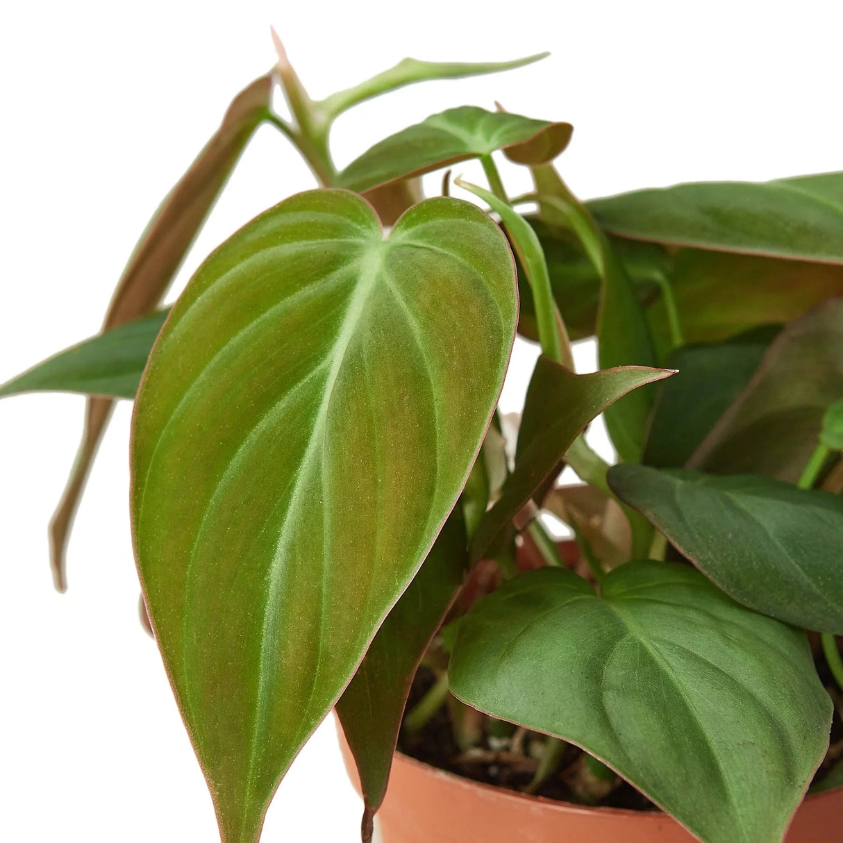 Philodendron 'Velvet' indoor houseplant