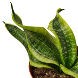 Snake Plant Twist indoor houseplant