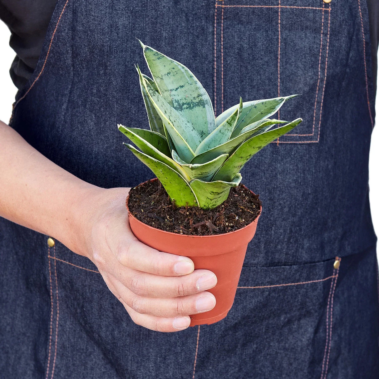 Snake Plant Starlight indoor houseplant