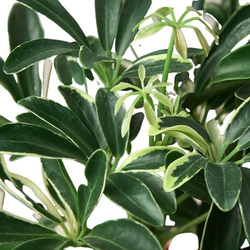 Schefflera Moonlight 'Umbrella Plant' indoor houseplant