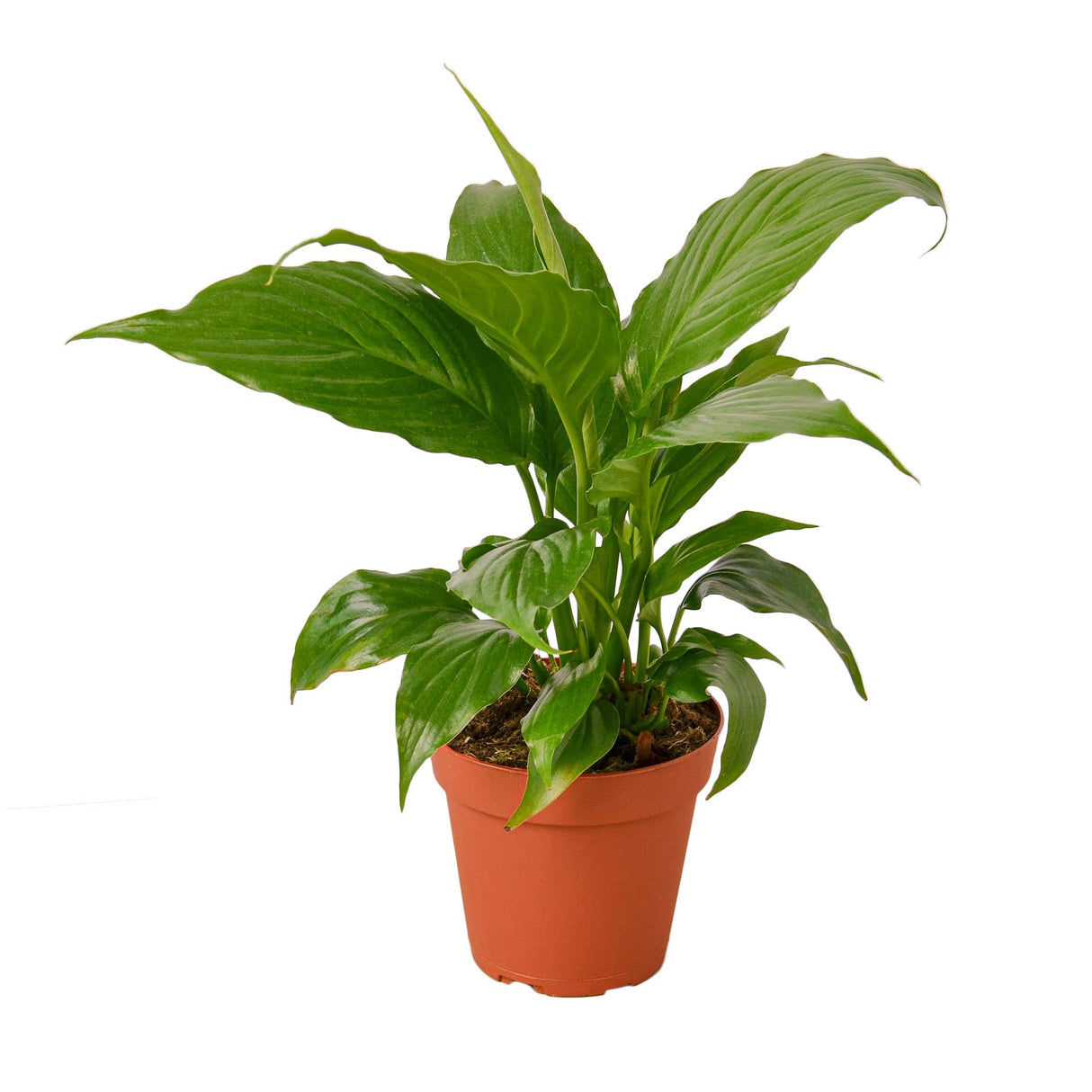 Spathiphyllum 'Peace Lily' indoor houseplant