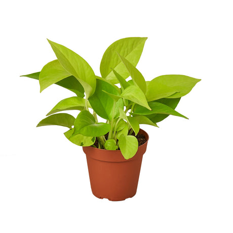 Pothos 'Neon' indoor houseplant