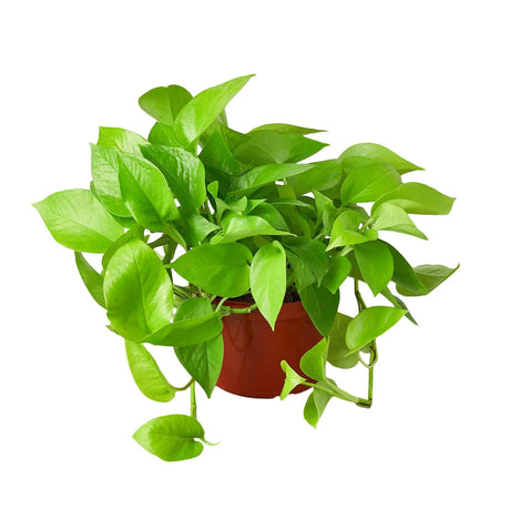 Pothos 'Neon' indoor houseplant