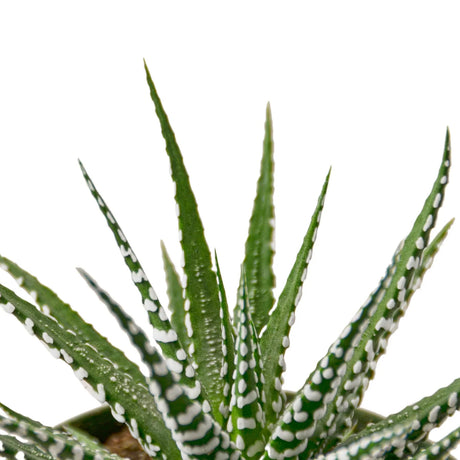 Zebra Succulent indoor houseplant