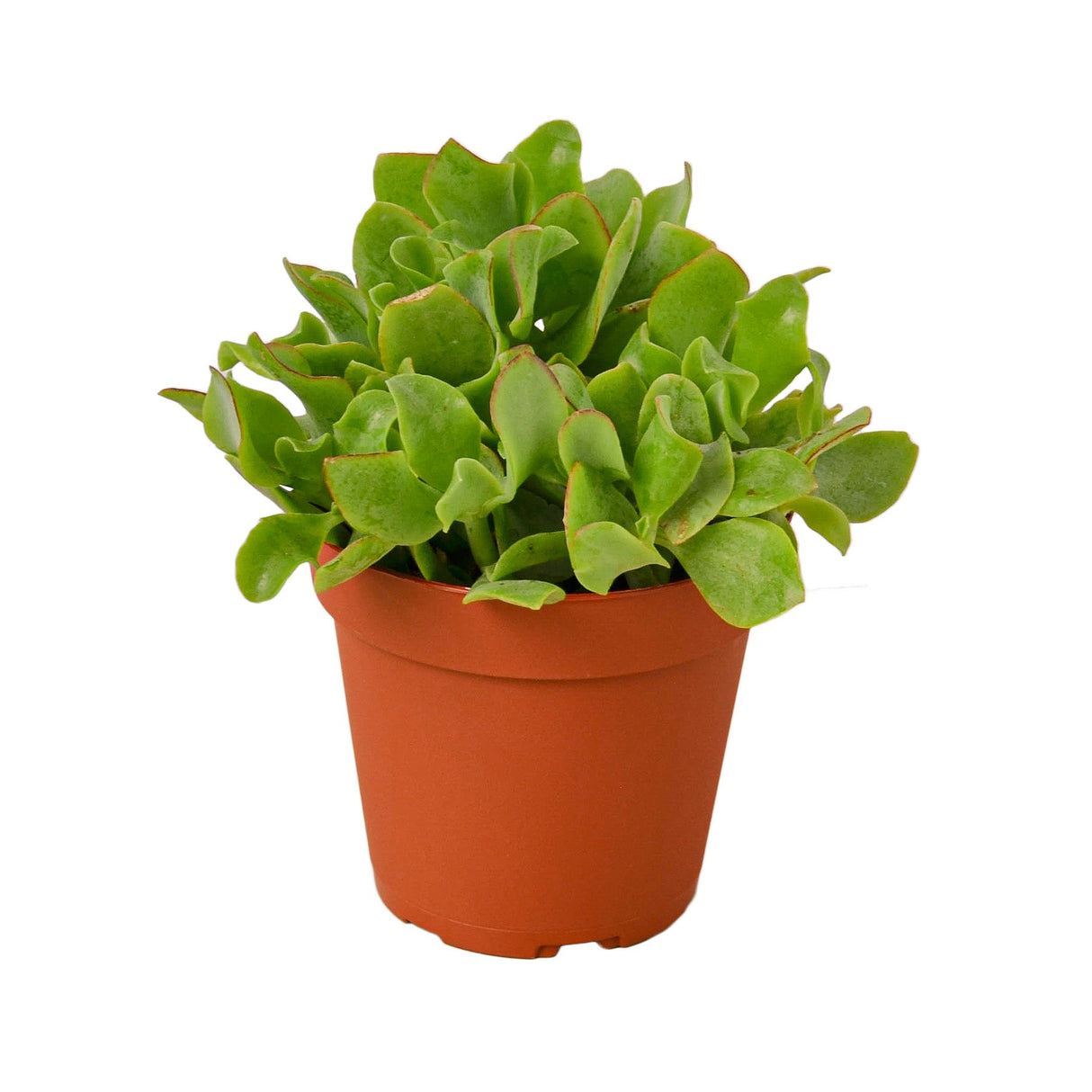 Ripple Jade Succulent indoor houseplant