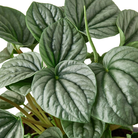 Peperomia 'Frost' indoor houseplant