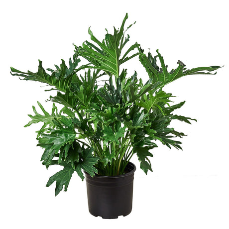 Philodendron ‘Lickety Split' indoor houseplant