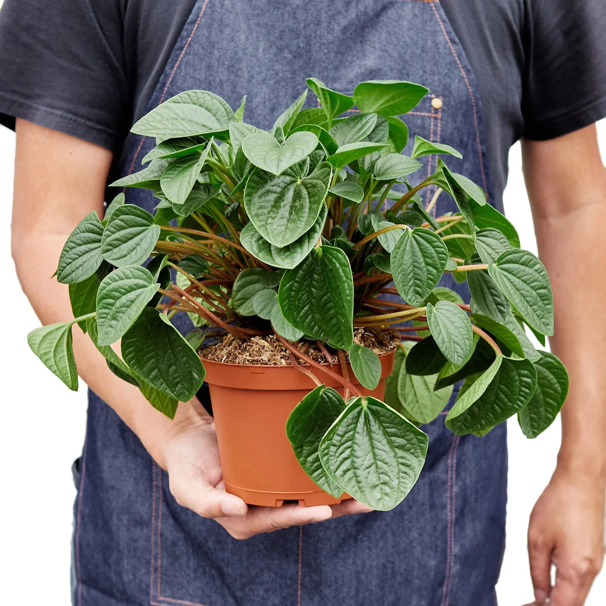 Peperomia 'Rana Verde' indoor houseplant