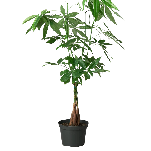 Money Tree 'Guiana Chestnut' Pachira Braid indoor house plants