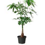 Money Tree 'Guiana Chestnut' Pachira Braid indoor house plants