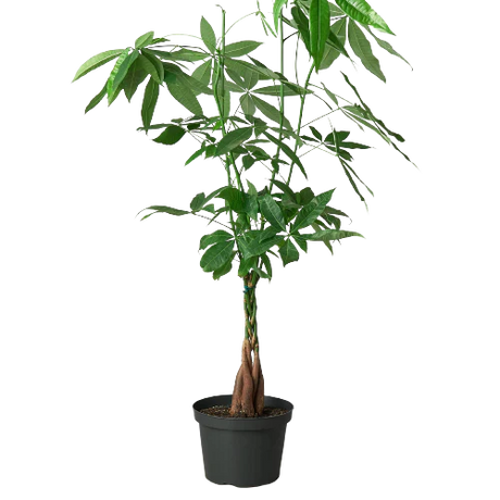 Money Tree 'Guiana Chestnut' Pachira Braid indoor house plants