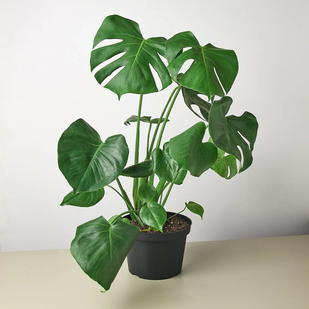 Philodendron Monstera Split-Leaf indoor houseplant