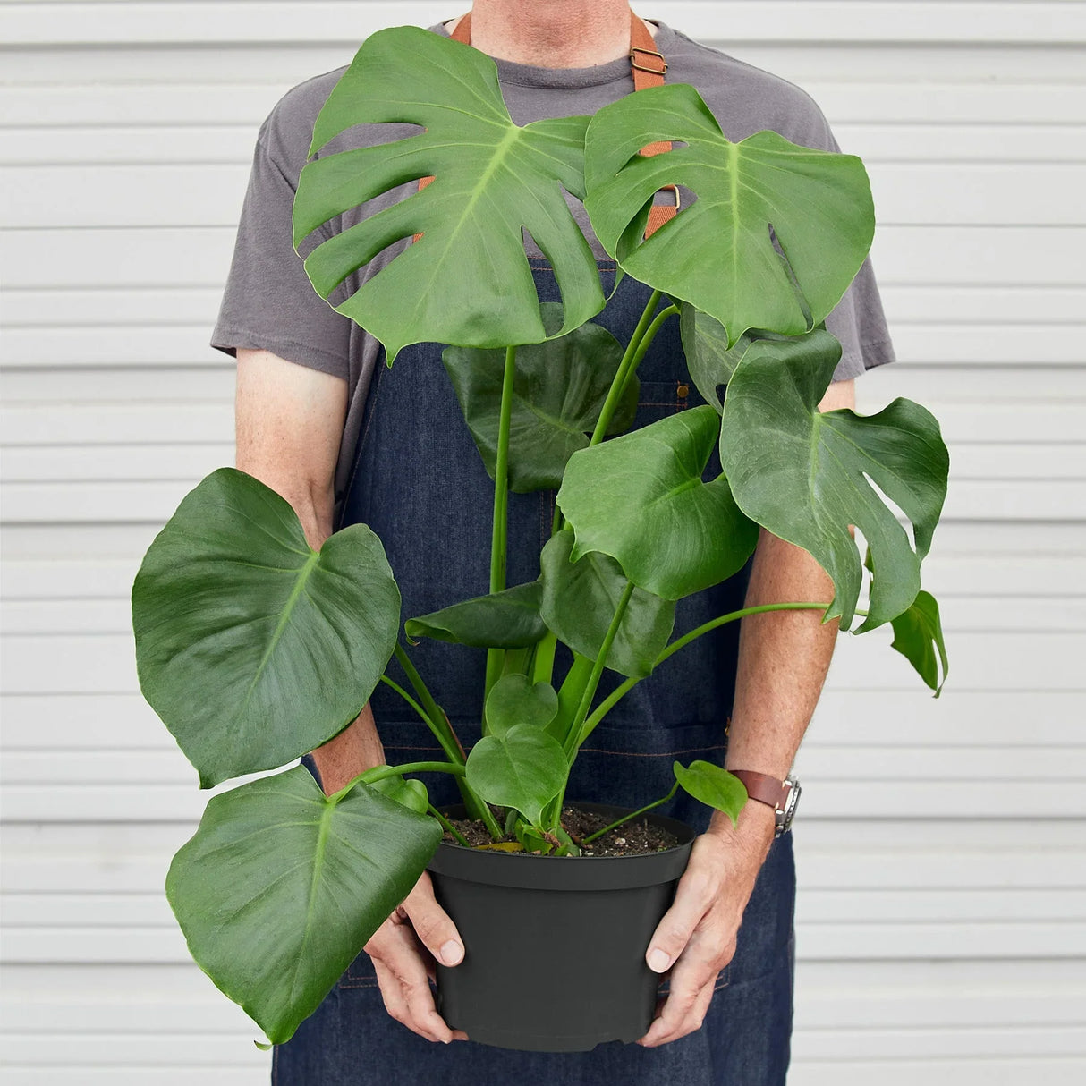 Philodendron Monstera Split-Leaf indoor houseplant