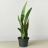 Snake Plant Laurentii indoor houseplant