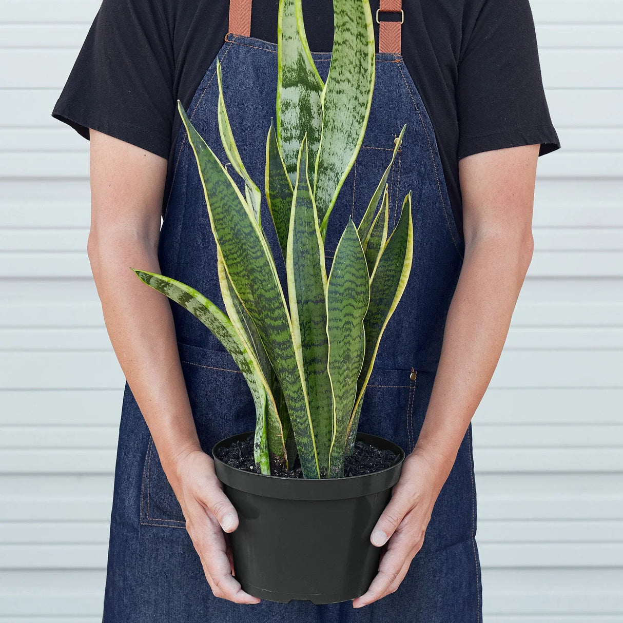 Snake Plant Laurentii indoor houseplant