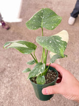 Monstera 'Thai Constellation' indoor house plant