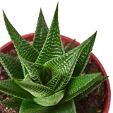 Fairy Washboard Haworthia indoor house plant