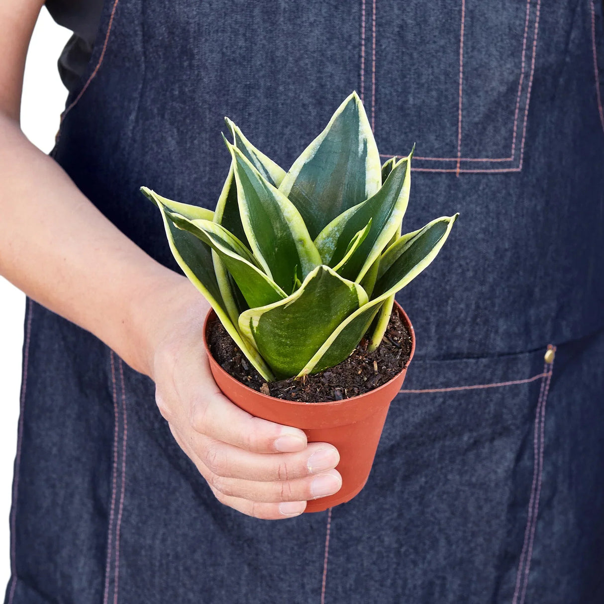 Snake Plant "Black Gold" indoor houseplant