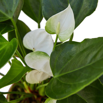 Anthurium 'White' indoor plant