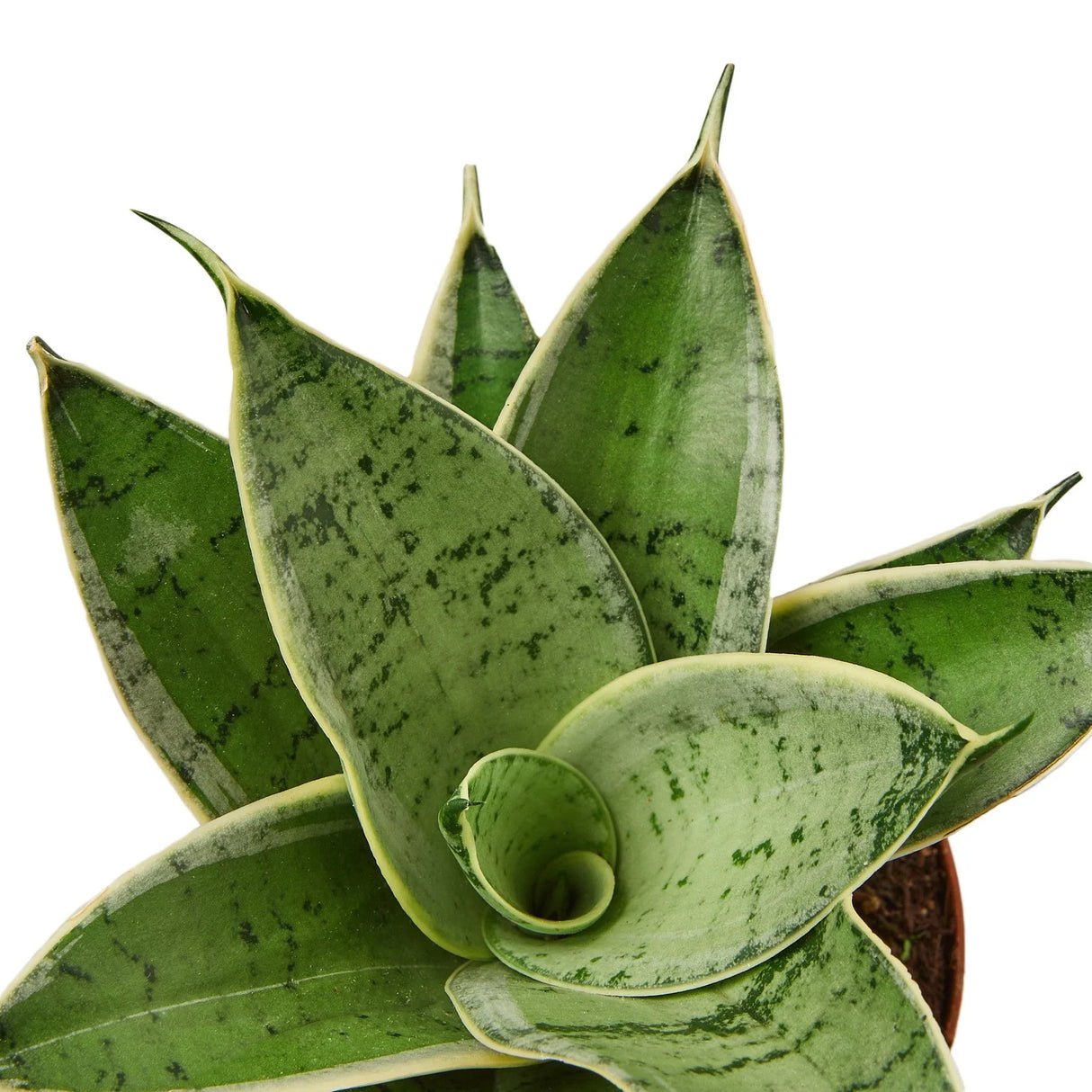 Snake Plant Starlight indoor houseplant