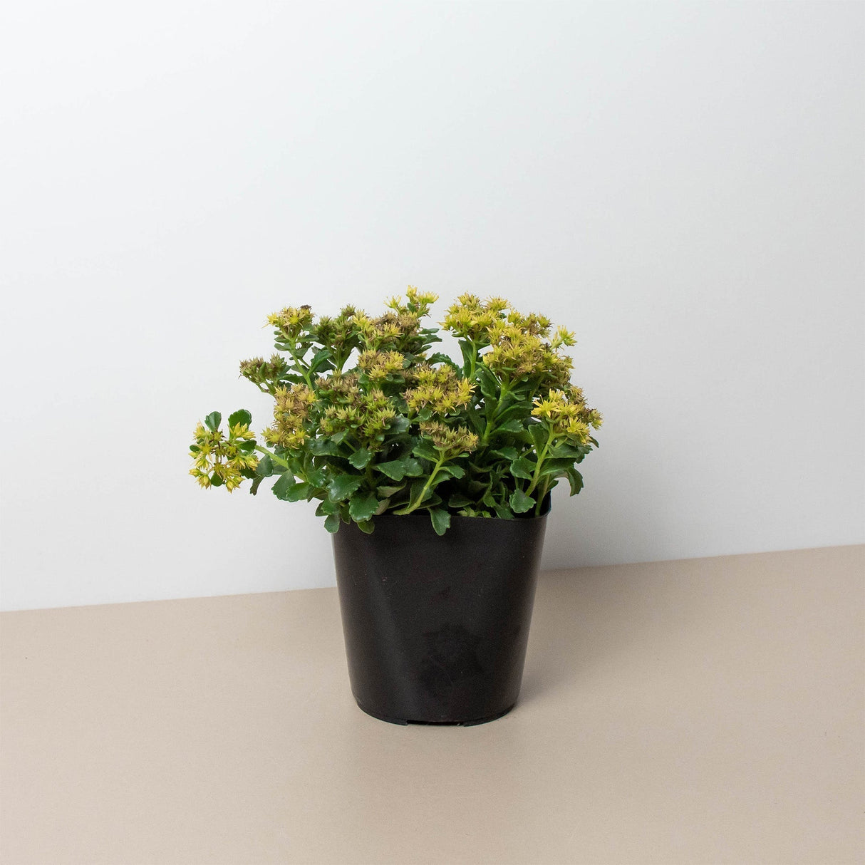 Sedum Little Miss Sunshine indoor houseplant