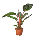 Philodendron 'Congo Rojo' indoor hosueplant