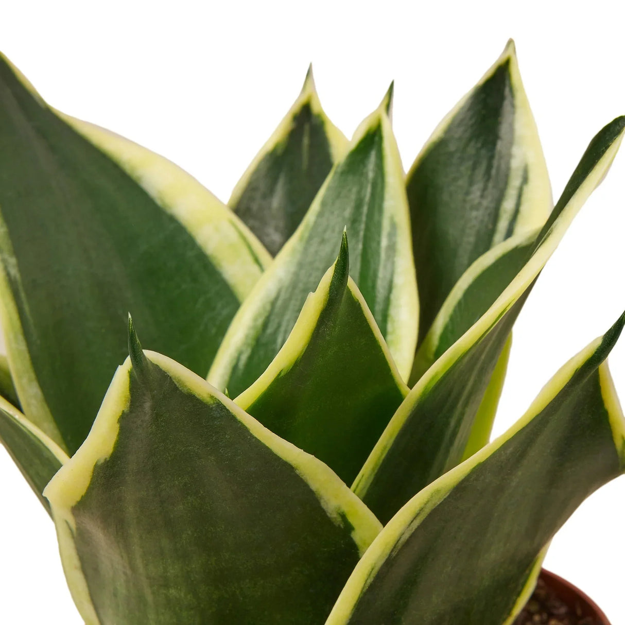 Snake Plant "Black Gold" indoor houseplant