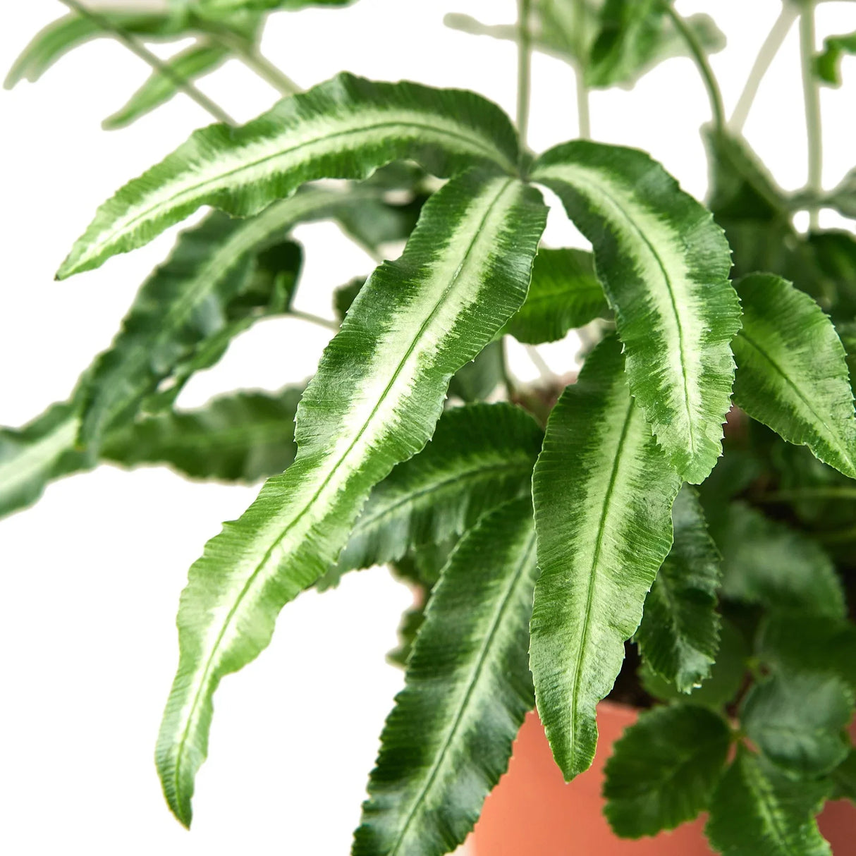 Pteris Cretica 'Albo Fern' indoor houseplant