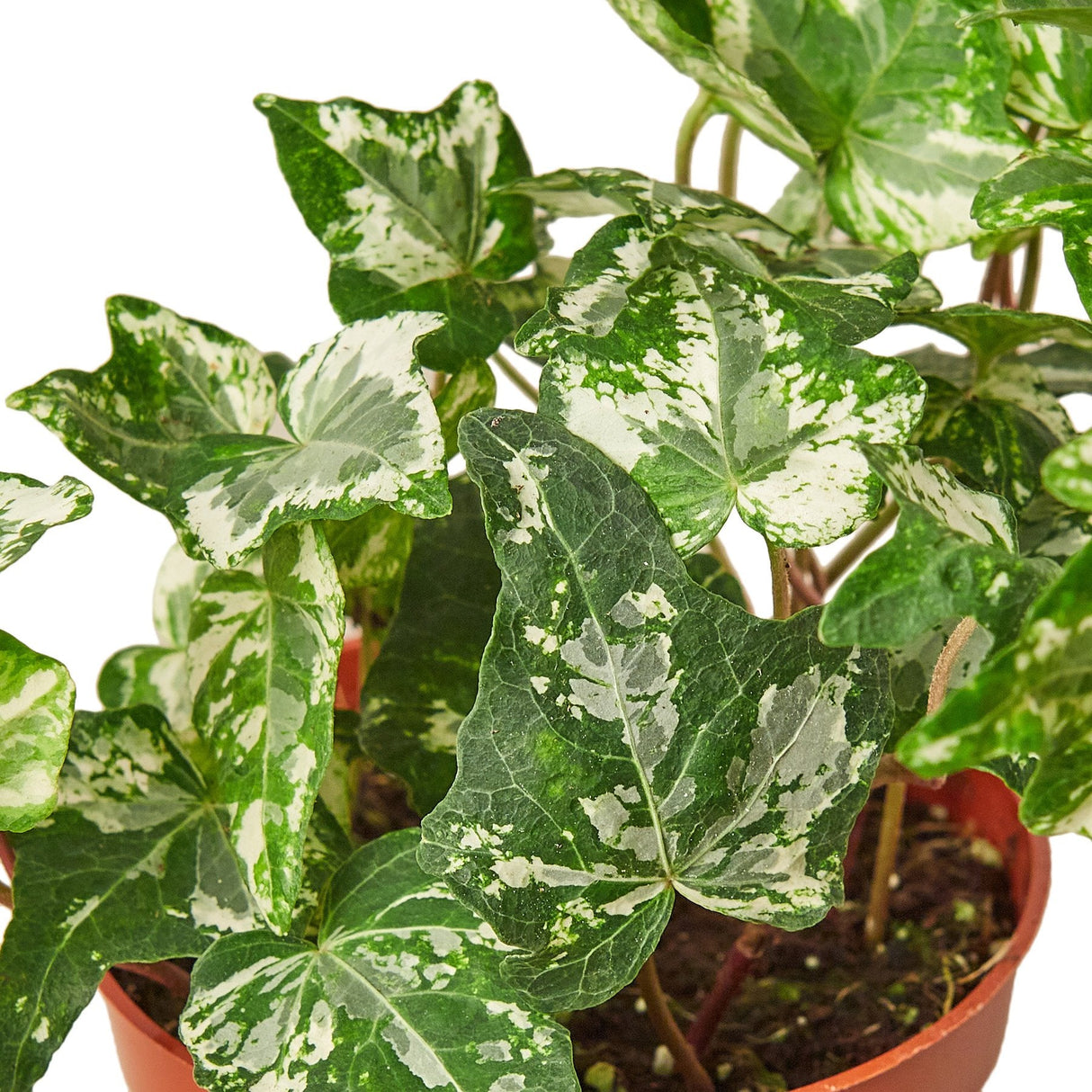 English Ivy 'Kolibre' indoor house plant