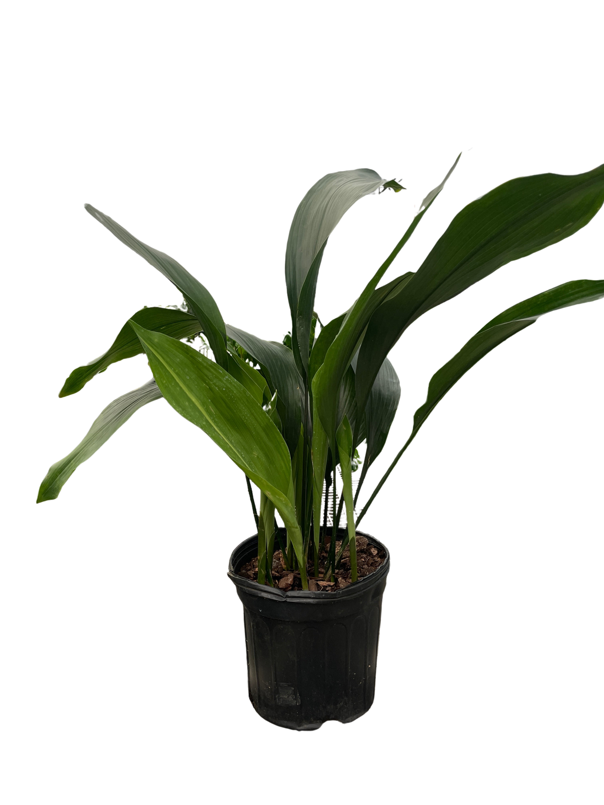 Aspidistra 'Cast Iron' Indoor Plant