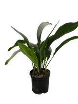 Aspidistra 'Cast Iron' Indoor Plant