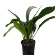 Aspidistra 'Cast Iron' Indoor Plant