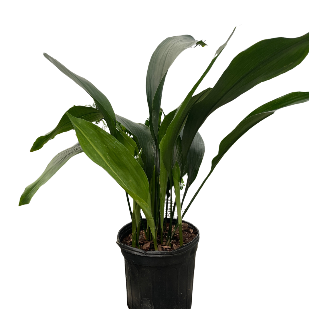 Aspidistra 'Cast Iron' Indoor Plant