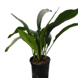 Aspidistra 'Cast Iron' Indoor Plant