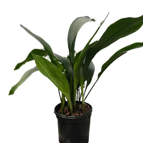 Aspidistra 'Cast Iron' Indoor Plant