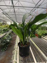 Aspidistra 'Cast Iron' Indoor Plant