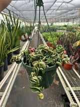 Hoya 'Rope Plant' Variegated indoor house plant